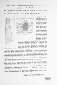 Coniothyrium concentricum image